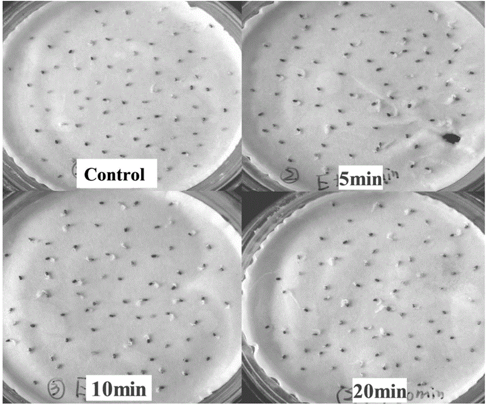 Method for promoting Codonopsis pilosula seed germination by utilizing bacteriabeneficial beneficial bacteria