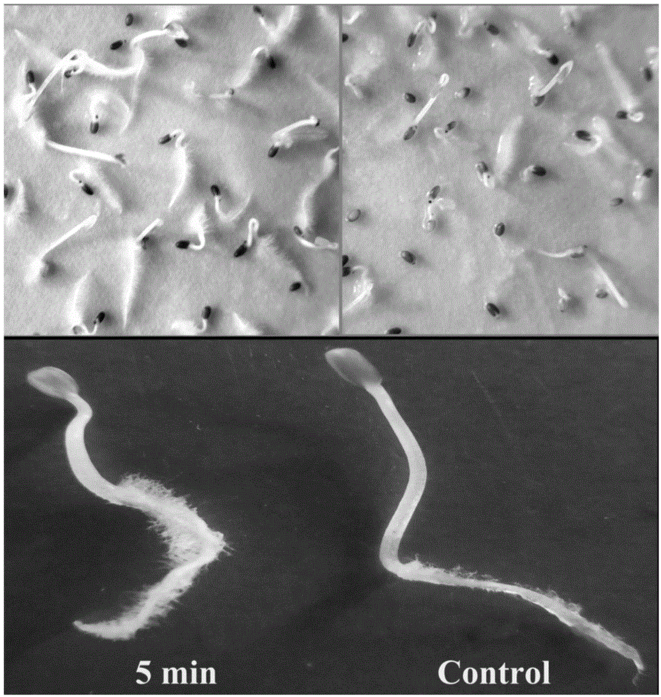 Method for promoting Codonopsis pilosula seed germination by utilizing bacteriabeneficial beneficial bacteria