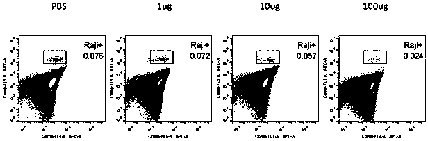 Multifunctional fusion protein for CD19&lt;+&gt; tumors and application of protein