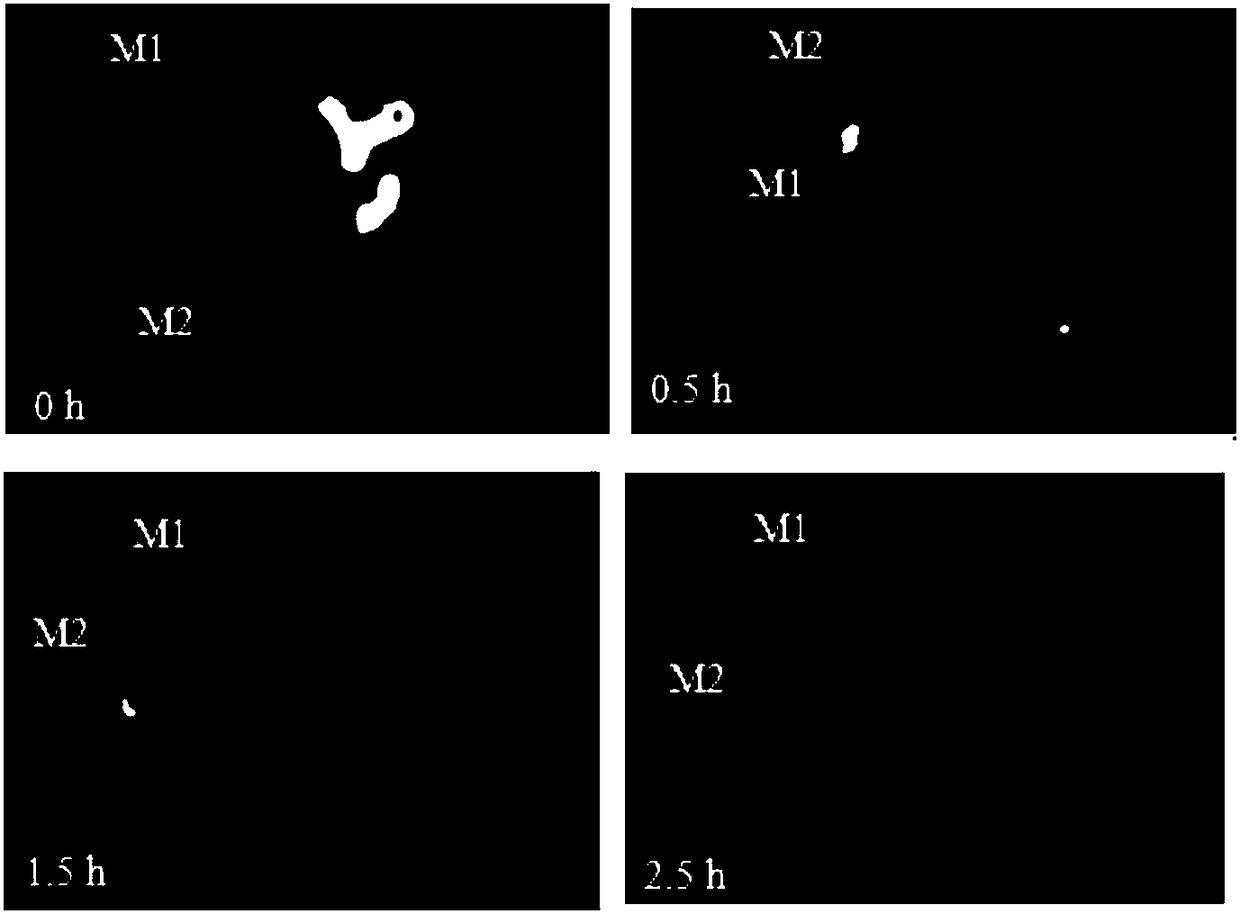 Puerarin and scutellarin lipid nanoparticle ophthalmic preparation and preparation method thereof