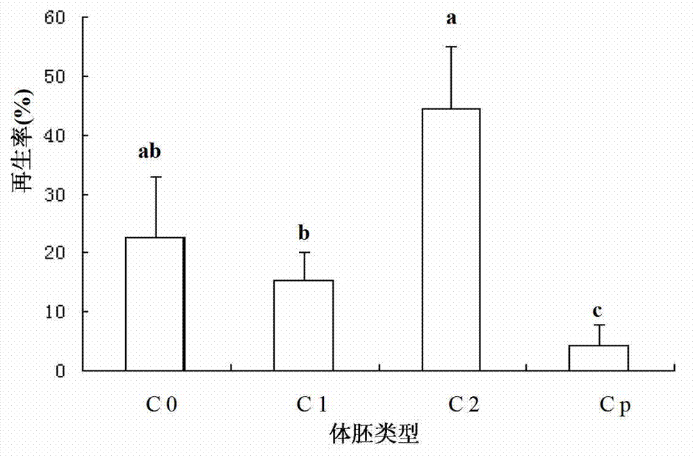 Somatic embryogenesis and plant regeneration method of Rosa chinesis