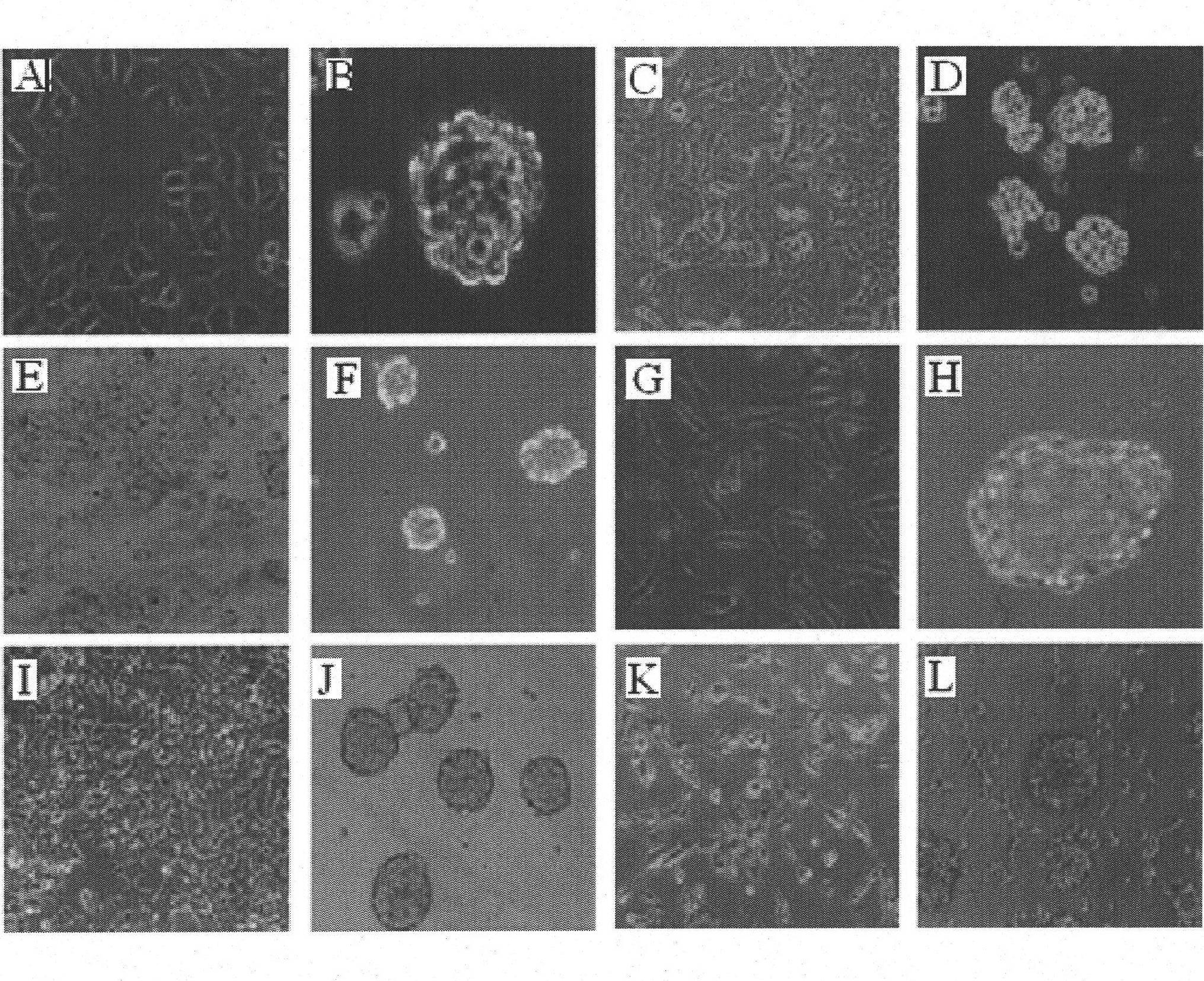 Application of nordihydroguaiaretic acid in preparing drug capable of resisting tumour stem cells