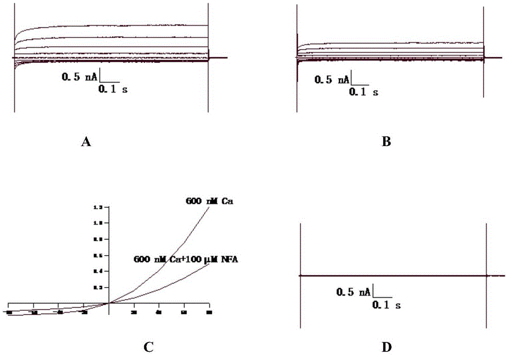 Cell models and screening methods for screening calcium-activated chloride channel inhibitors