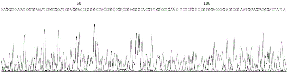 Cell models and screening methods for screening calcium-activated chloride channel inhibitors