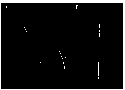 Protein for adjusting rice chlorophyll synthesis and encoding gene and application thereof