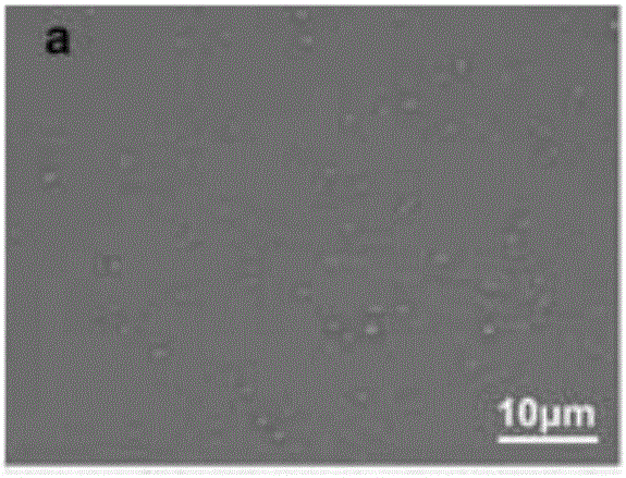 Cysteine/ferroferric oxide/copper sulfide/BSA (bovine serum albumin) nano-composite particle as well as preparation and application thereof