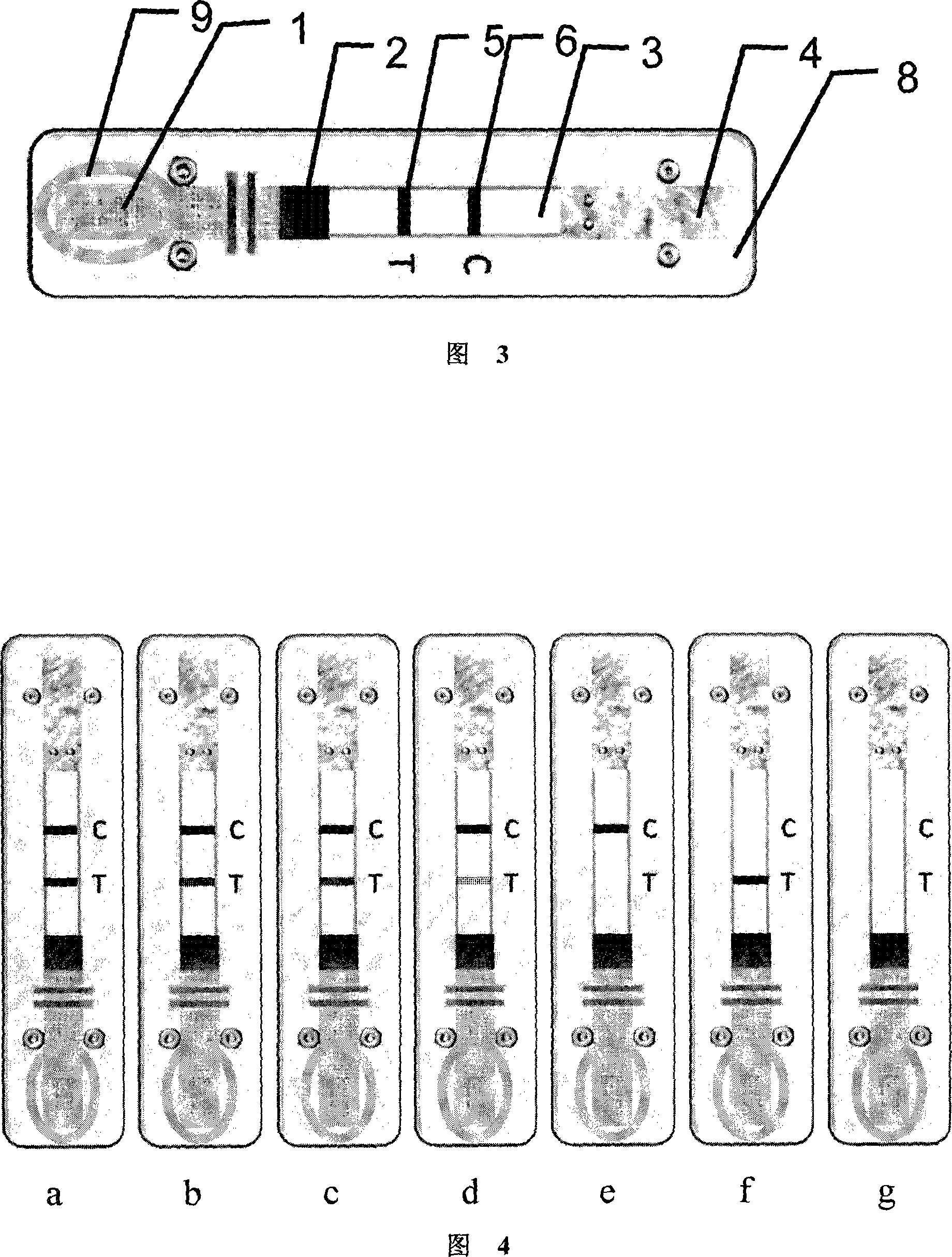 Mycoplasma Gallisepticum immune body immune colloidal gold fast detecting reagent kit and its application