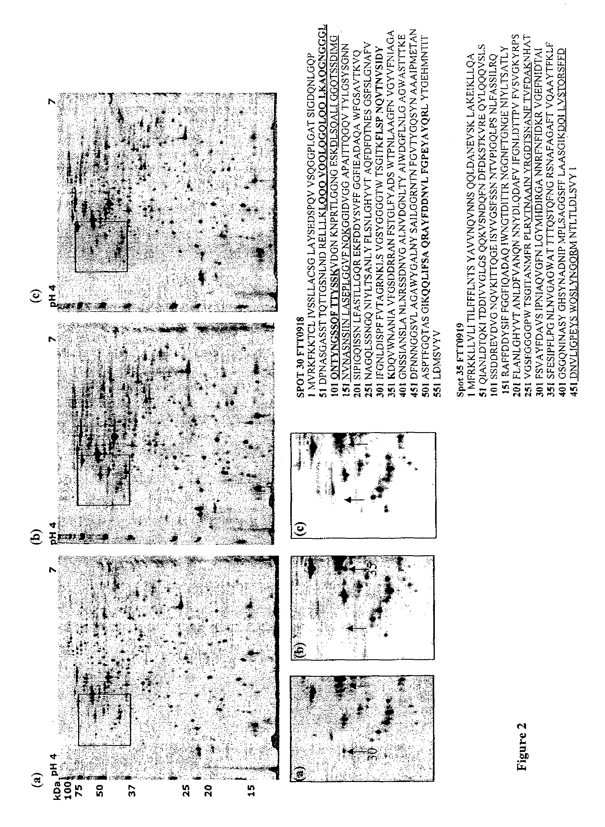 Mutant F. turlarensis strain and uses thereof