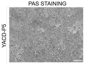 Culture medium and culture method for hepatocytes and application of hepatic cells