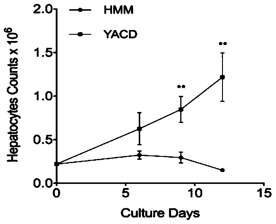 Culture medium and culture method for hepatocytes and application of hepatic cells