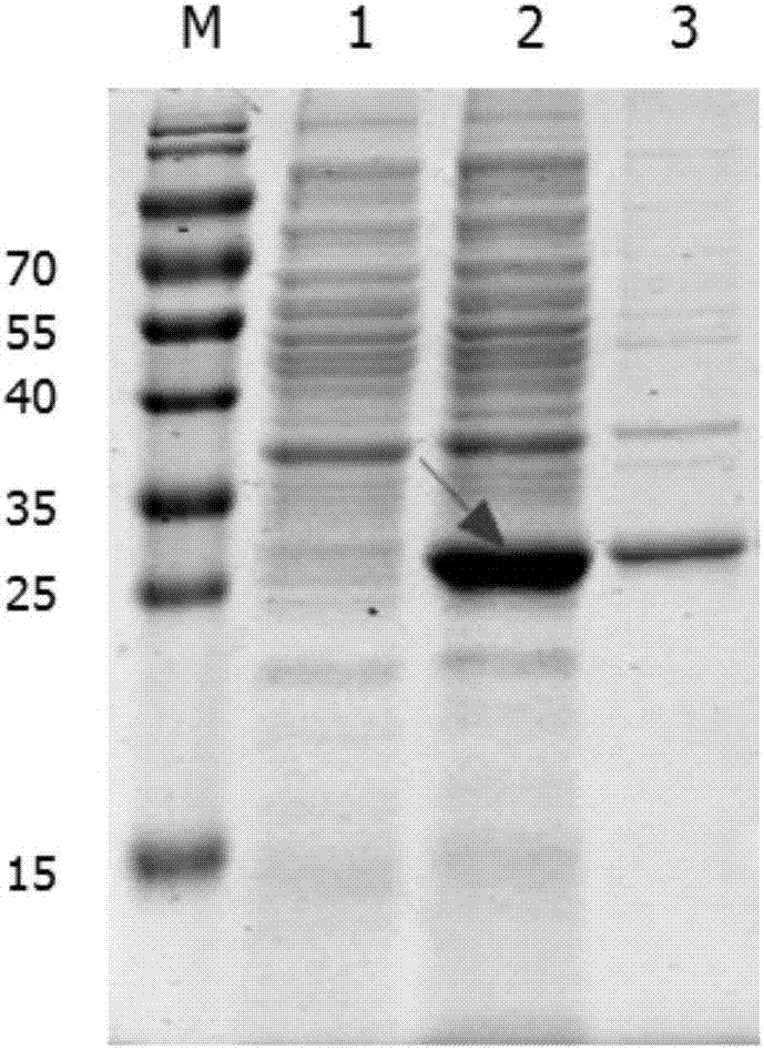 Soluble recombinant protein and expression and purification methods and application thereof