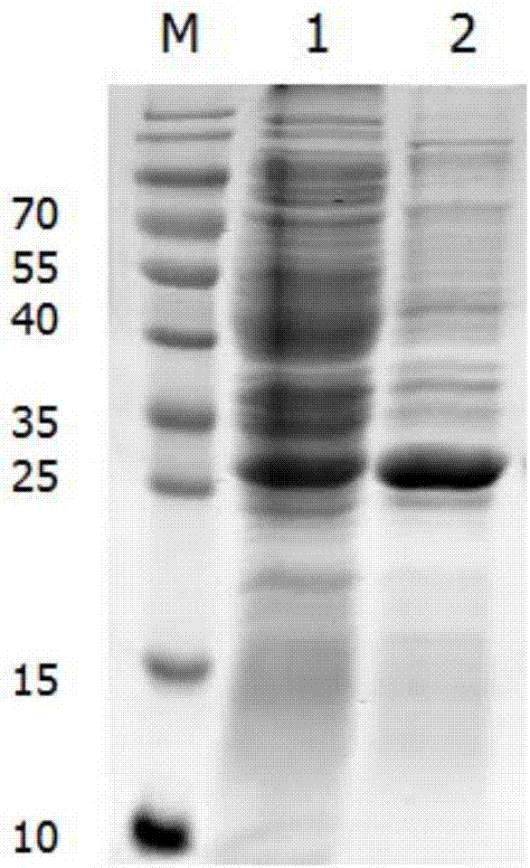 Soluble recombinant protein and expression and purification methods and application thereof