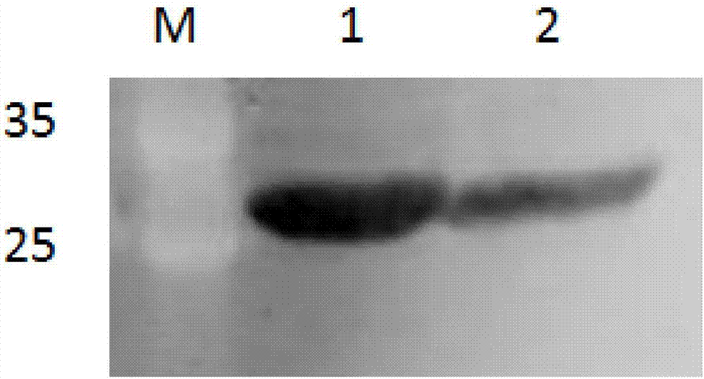 Soluble recombinant protein and expression and purification methods and application thereof