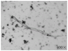 Preparation method and application of microbial flocculant