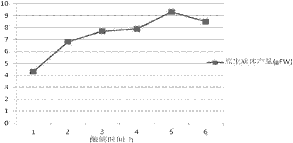 Taxodium Zhongshanha 406 mesophyll protoplast separation, purification and high-efficiency conversion method