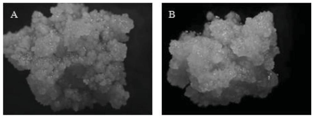 A Medium for Promoting Somatic Embryogenesis of Liriodendron chinensis by Using γ-Aminobutyric Acid and Its Application