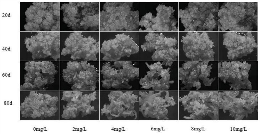 A Medium for Promoting Somatic Embryogenesis of Liriodendron chinensis by Using γ-Aminobutyric Acid and Its Application