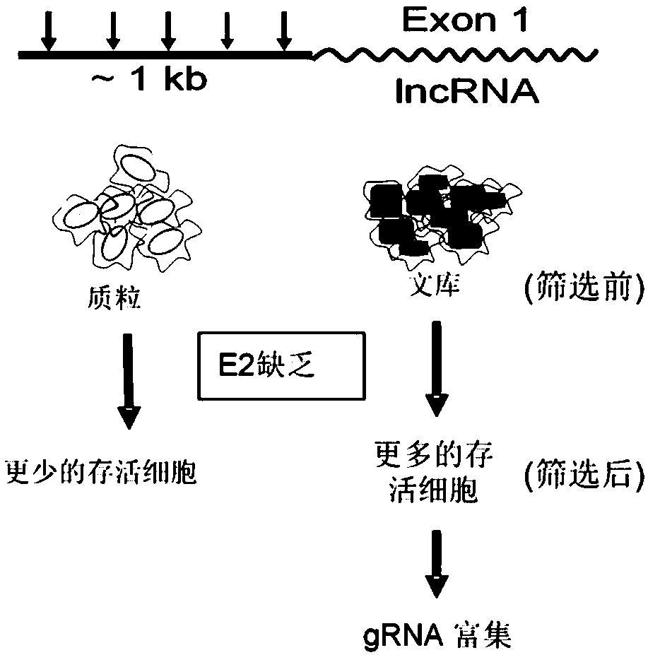 Application of non-coding RNA molecule Lnc-DC in predicting drug resistance of tamoxifen in breast cancer