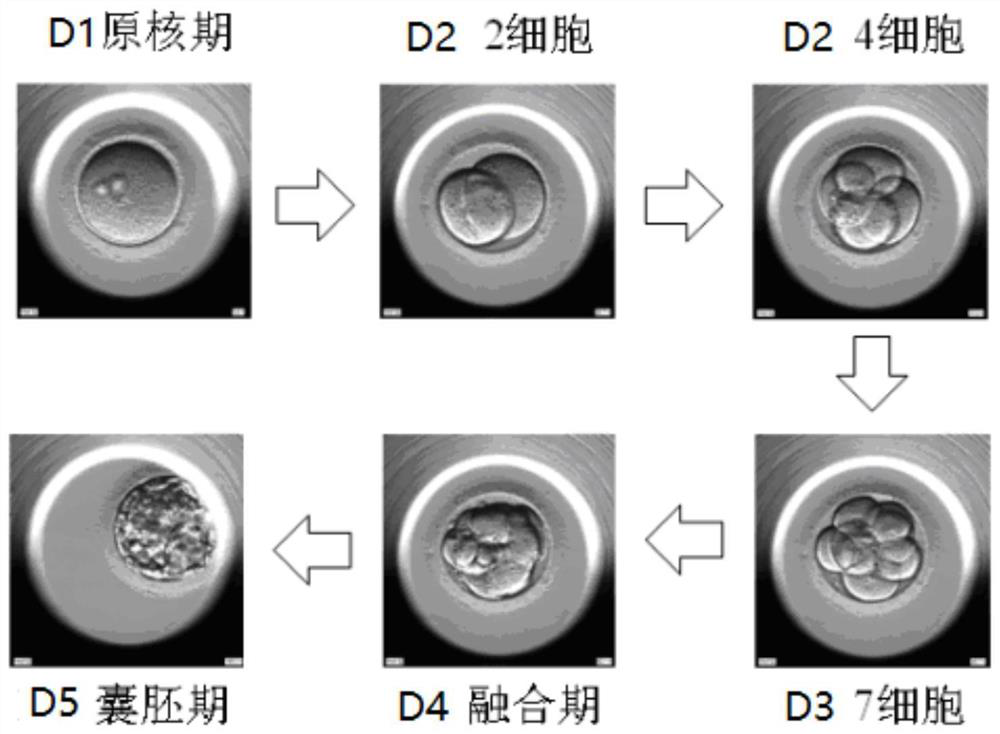 Embryo Automatic Recognition Method Based on Image Processing