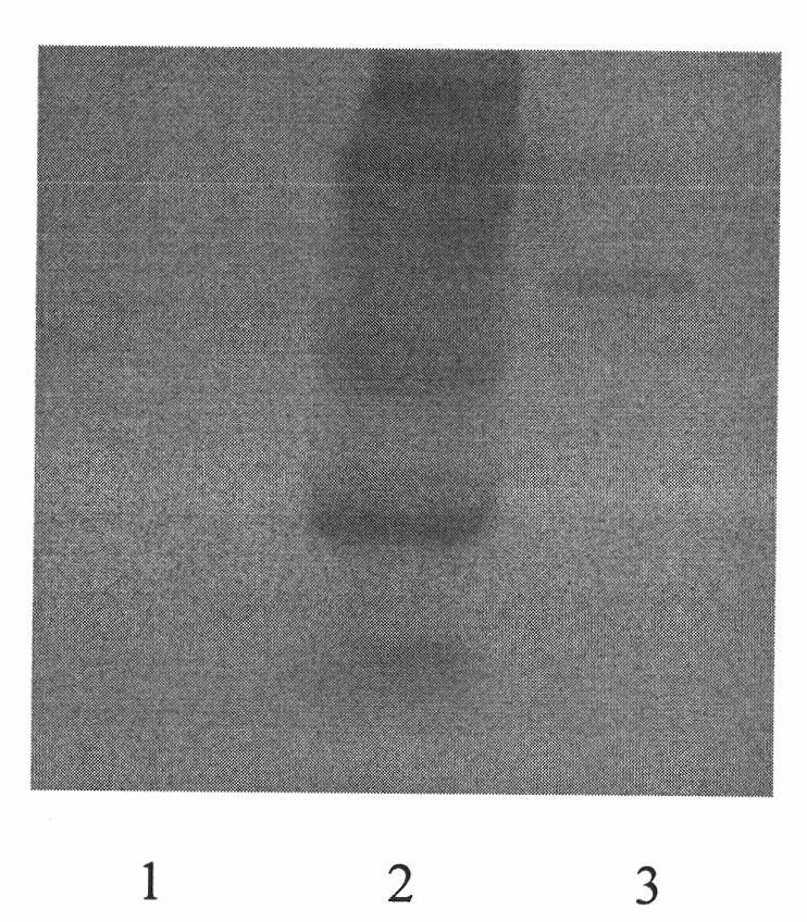 Prokaryotic expression protein of VP73 gene from African swine fever virus and preparation method thereof