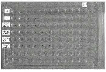 An indirect hemagglutination antibody detection kit for Riemerella anatipestifer and its application