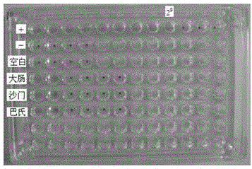 An indirect hemagglutination antibody detection kit for Riemerella anatipestifer and its application