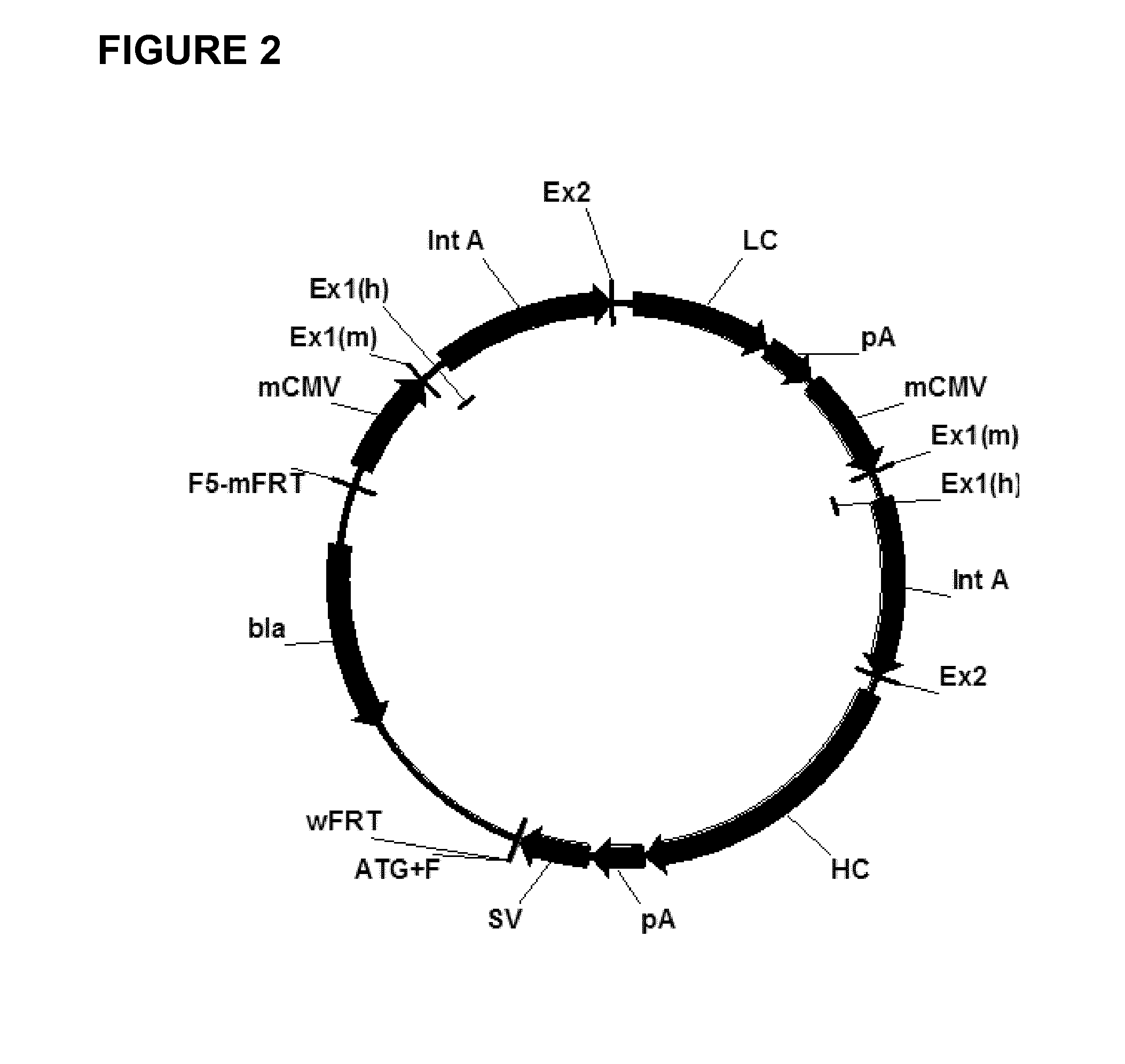 Expression vectors comprising chimeric cytomegalovirus promoter and enhancer sequences