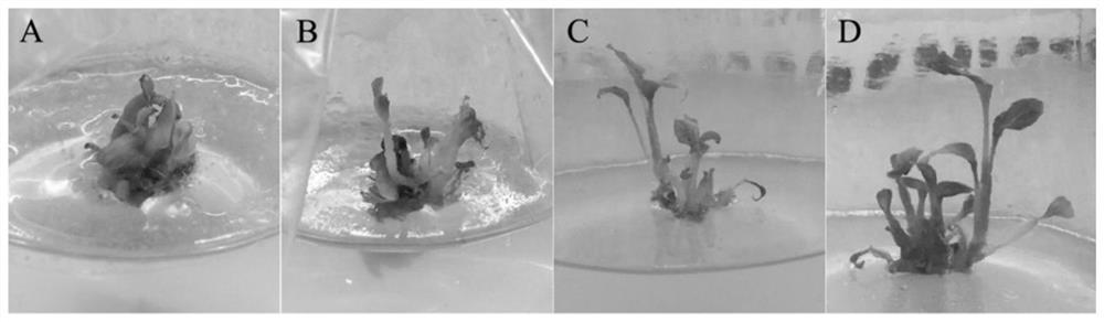 Efficient artificial seedling raising method for culturing Amomum villosum by using basal stem cluster buds and 'node propagation'