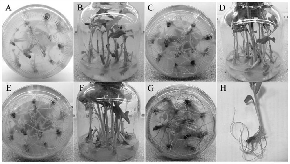 Efficient artificial seedling raising method for culturing Amomum villosum by using basal stem cluster buds and 'node propagation'