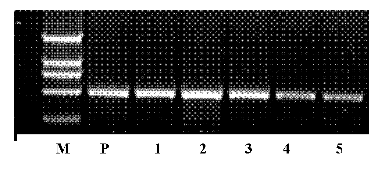 GbRPS1 gene for resisting plant fusarium wilt and verticillium wilt and application thereof