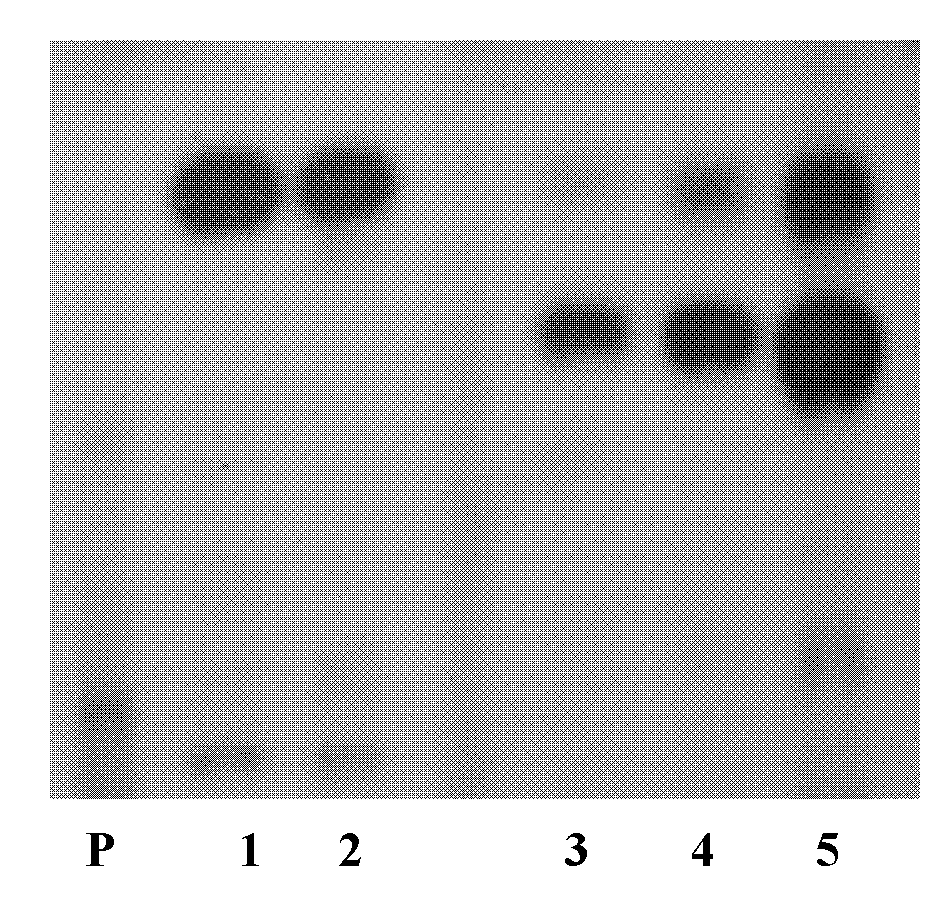 GbRPS1 gene for resisting plant fusarium wilt and verticillium wilt and application thereof