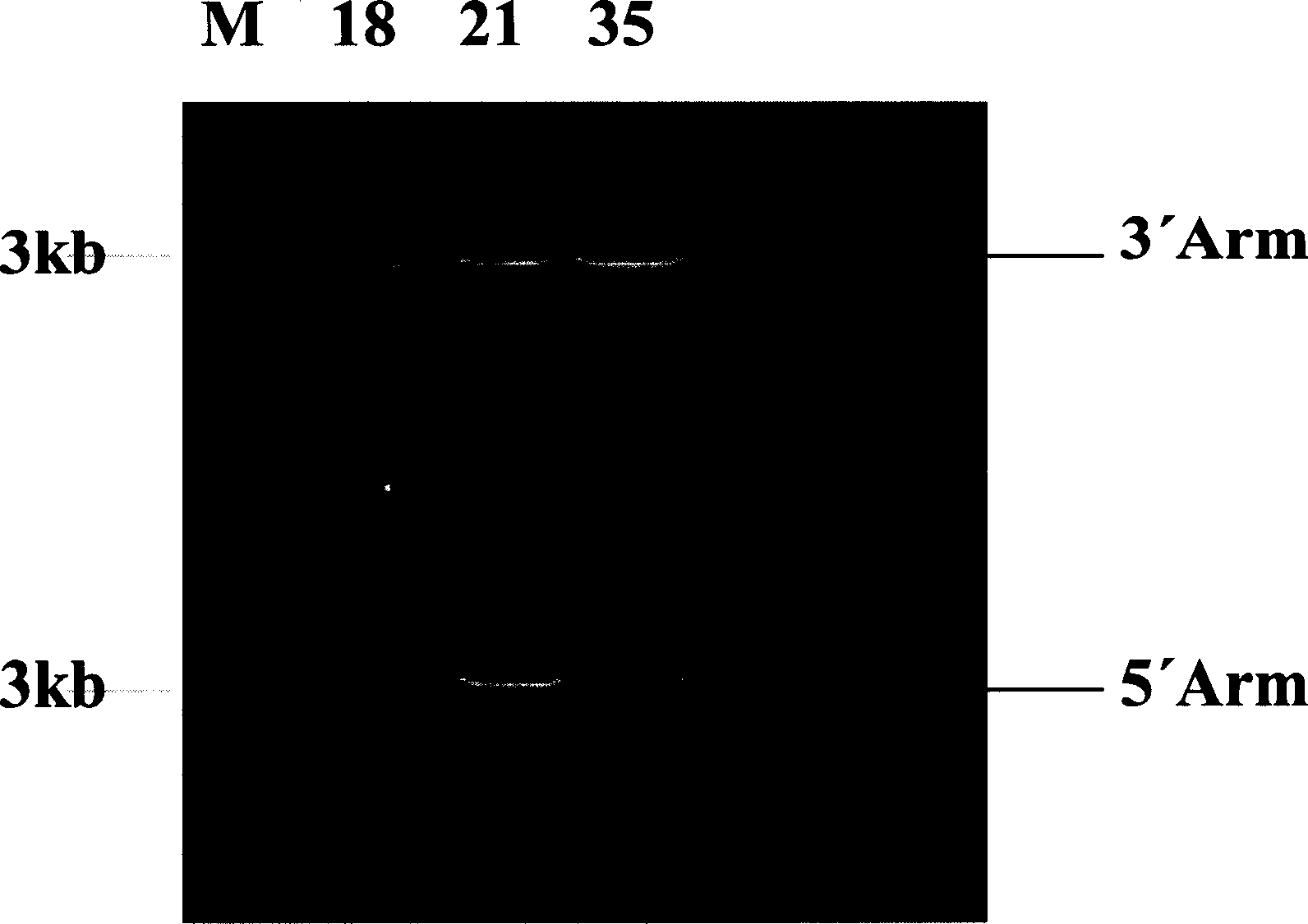 Human auricular fibrillation pathogenic gene, encoding protein and use thereof