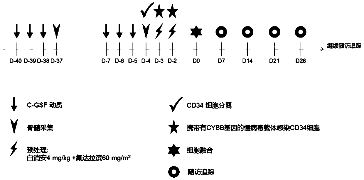 CYBB (cytochrome B-245 beta chain) lentiviral vector, lentiviral vector-transfected stem cells and preparation method and application of lentiviral vector-transfected stem cells