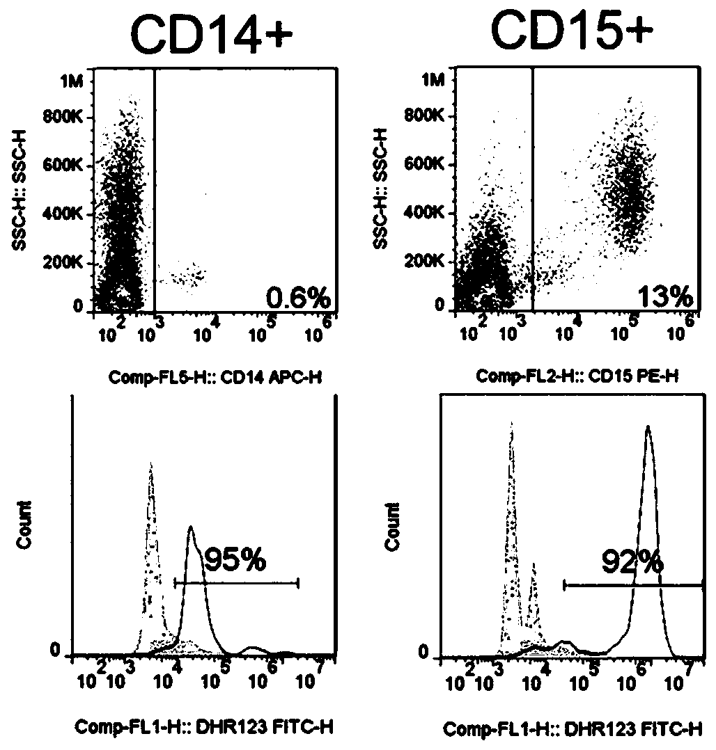 CYBB (cytochrome B-245 beta chain) lentiviral vector, lentiviral vector-transfected stem cells and preparation method and application of lentiviral vector-transfected stem cells