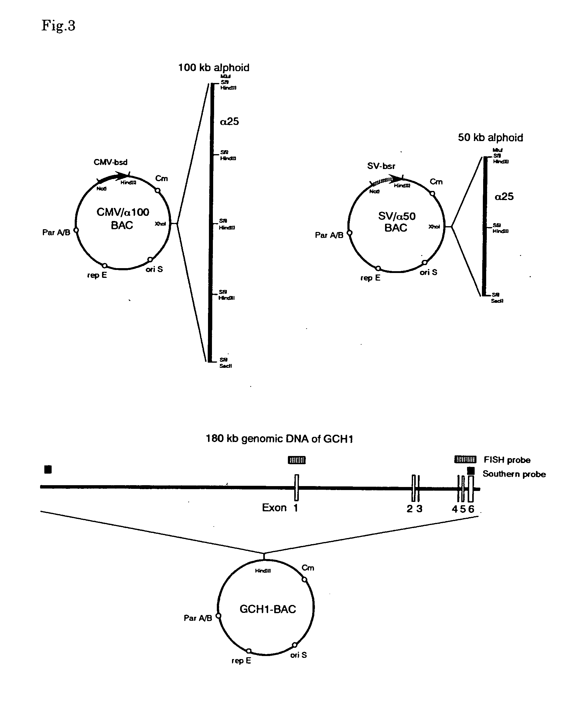 Artificial mammalian chromosome