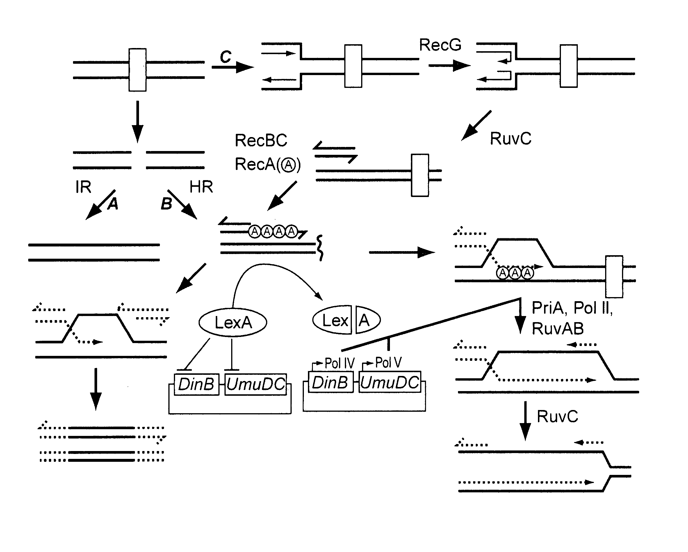 Business methods for commercializing antimicrobial and cytotoxic compounds