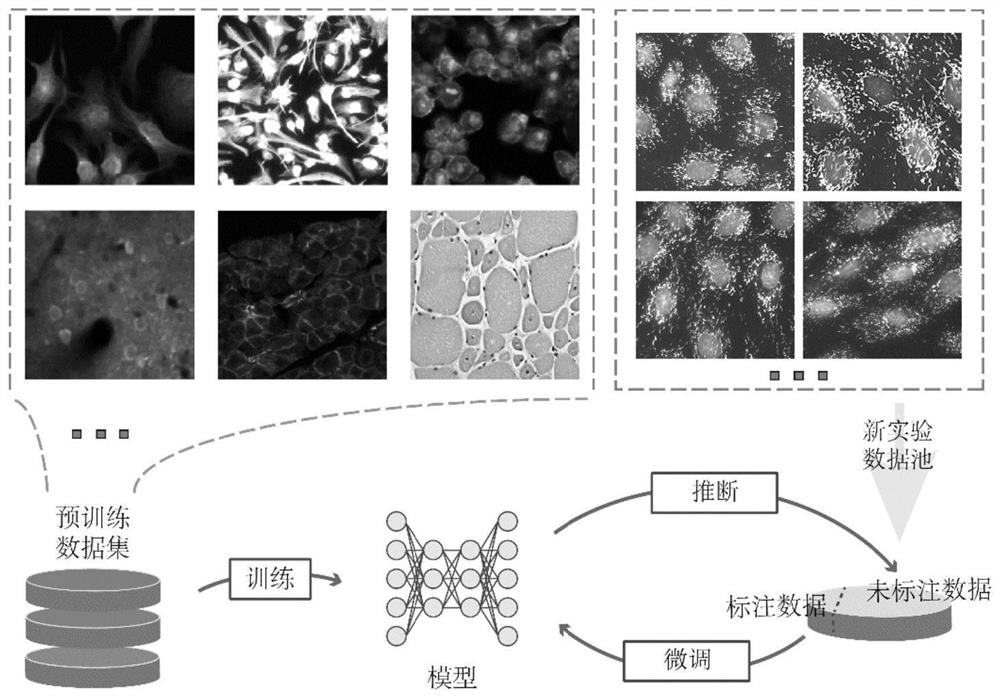 Fine adjustment method for cell segmentation