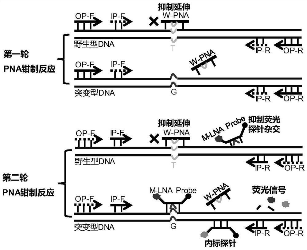 A method for quantitative detection of dna point mutations