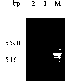 Nile tilapia apoptosis factor FasL gene and applications thereof