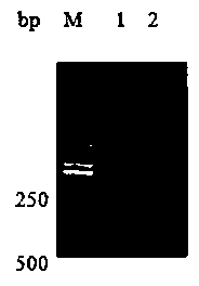 Nile tilapia apoptosis factor FasL gene and applications thereof