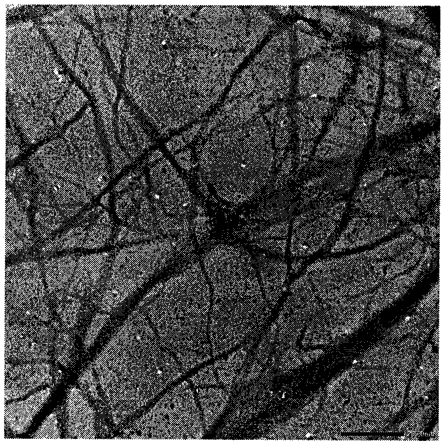 Method for preparing cellulose nanofibrils with surfaces containing carboxyls and quaternary ammonium groups