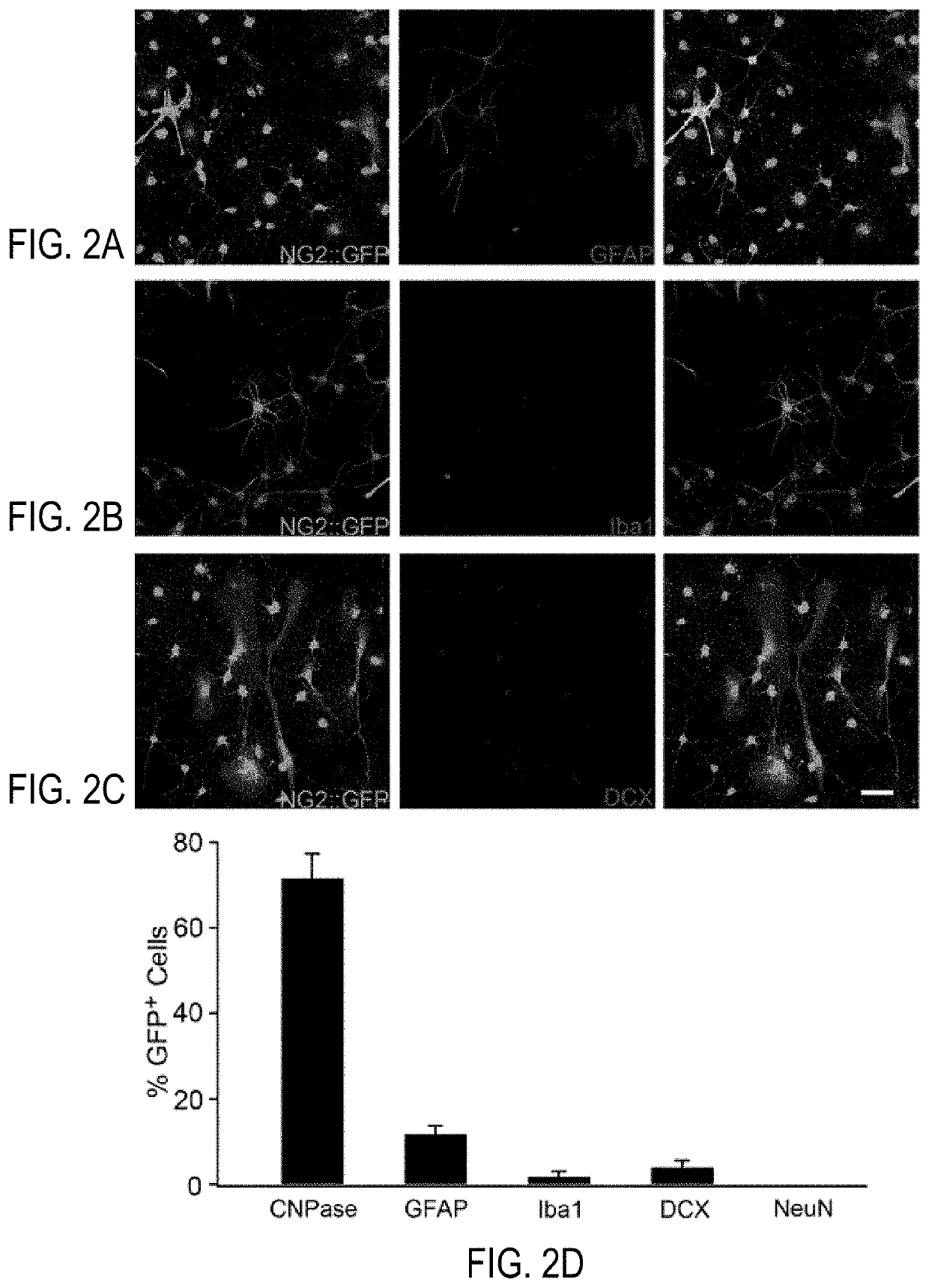 Generating GABAergic neurons in brains