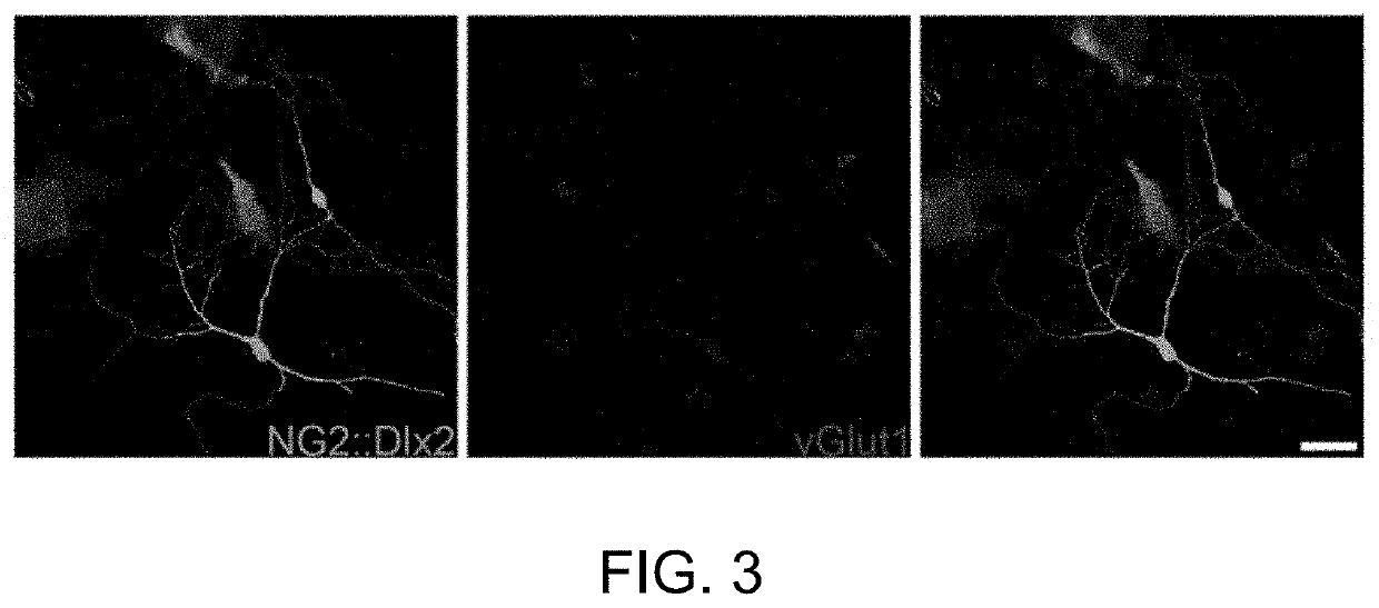 Generating GABAergic neurons in brains