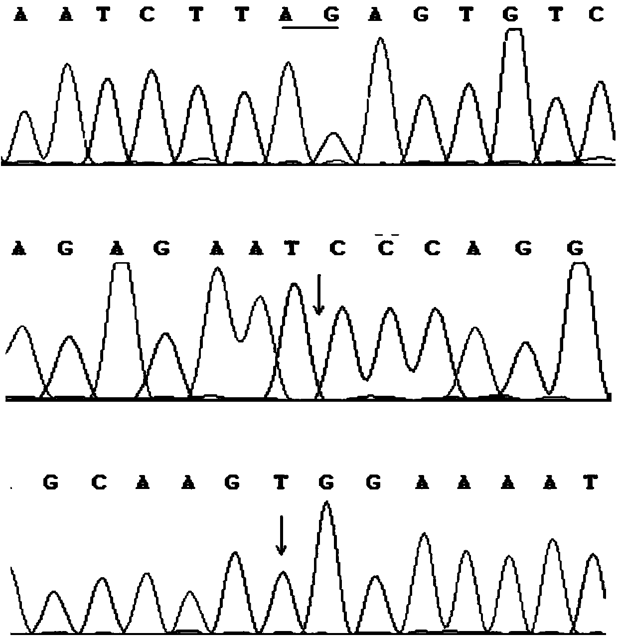 Breast carcinoma gene BRCA1/BRCA2 mutation detection kit and preparation method thereof