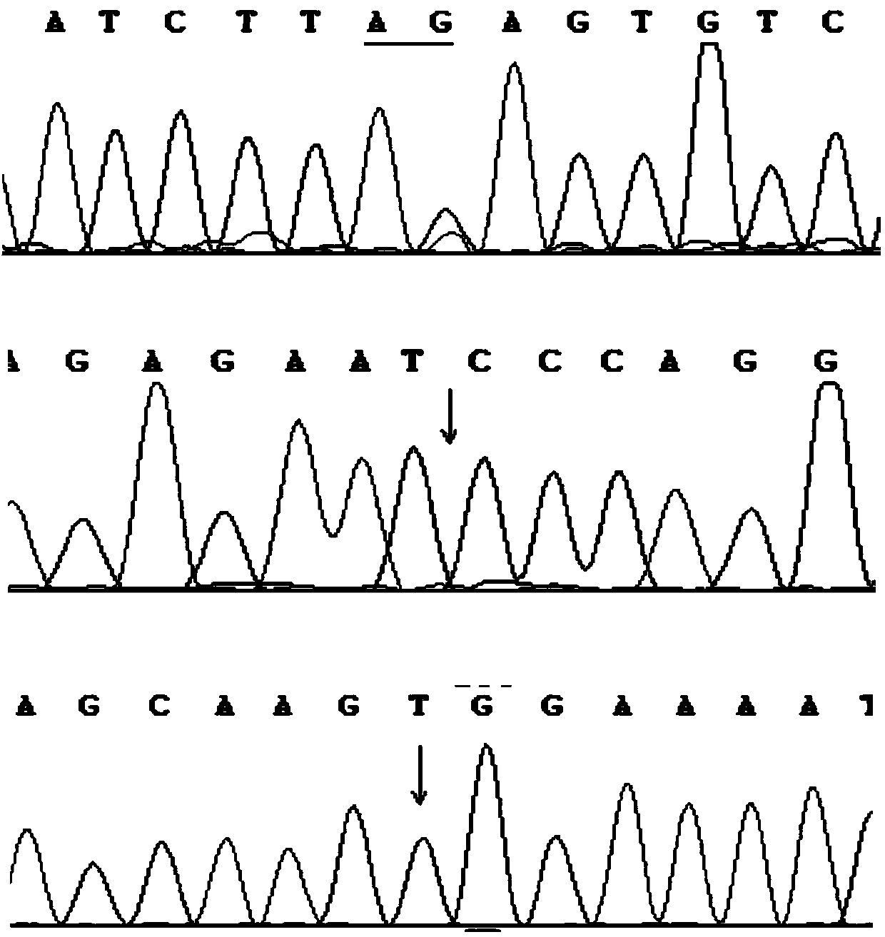 Breast carcinoma gene BRCA1/BRCA2 mutation detection kit and preparation method thereof