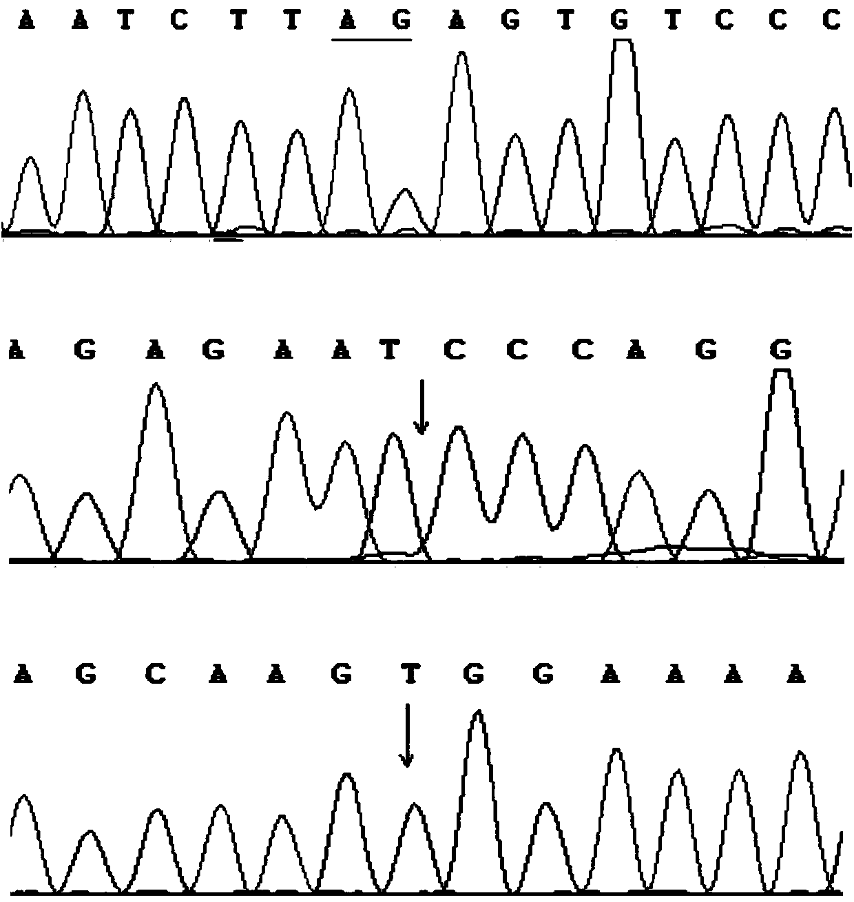 Breast carcinoma gene BRCA1/BRCA2 mutation detection kit and preparation method thereof