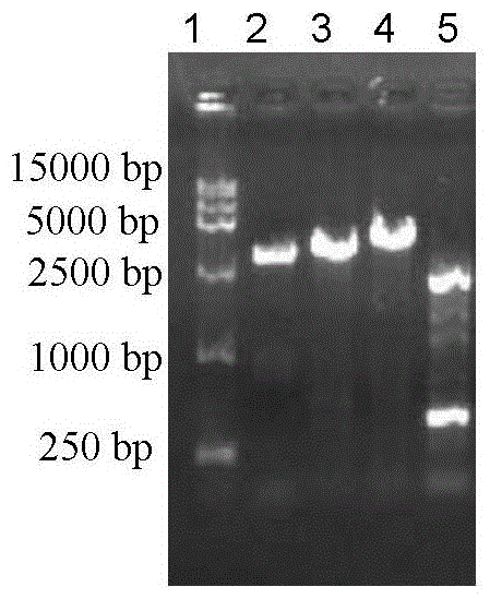 Recombinant Infectious Cloning Plasmid of Japanese Encephalitis Virus Attenuated Strain and Its Application