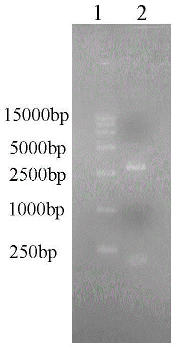 Recombinant Infectious Cloning Plasmid of Japanese Encephalitis Virus Attenuated Strain and Its Application