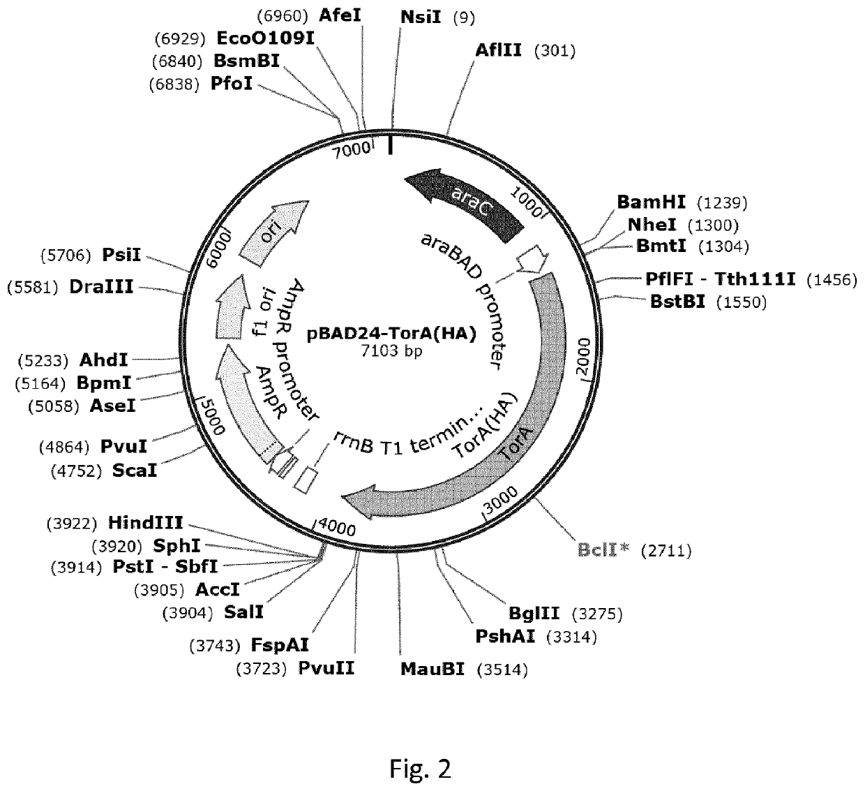 Fusion polypeptides comprising one or more inclusion body tags, methods and uses