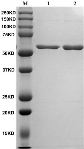 Kit for quantitatively detecting non-structural protein residues in foot-and-mouth disease inactivated antigen and application thereof